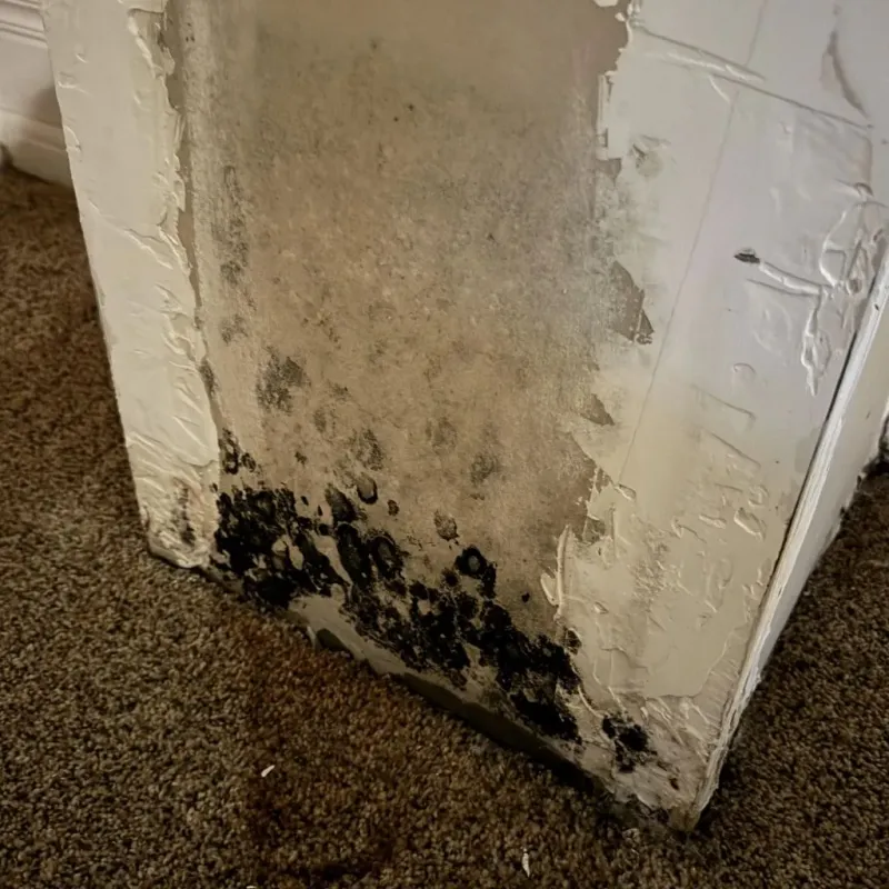 Professional Mold Removal in Sanpete County, UT
